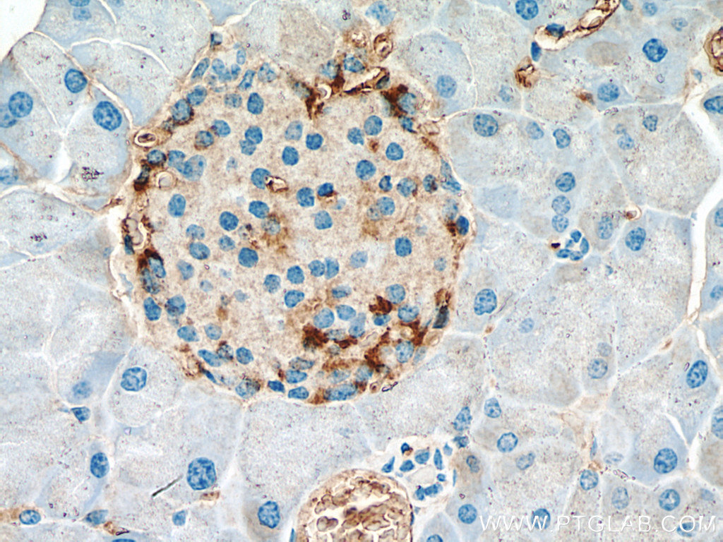 IHC staining of mouse pancreas using 24496-1-AP