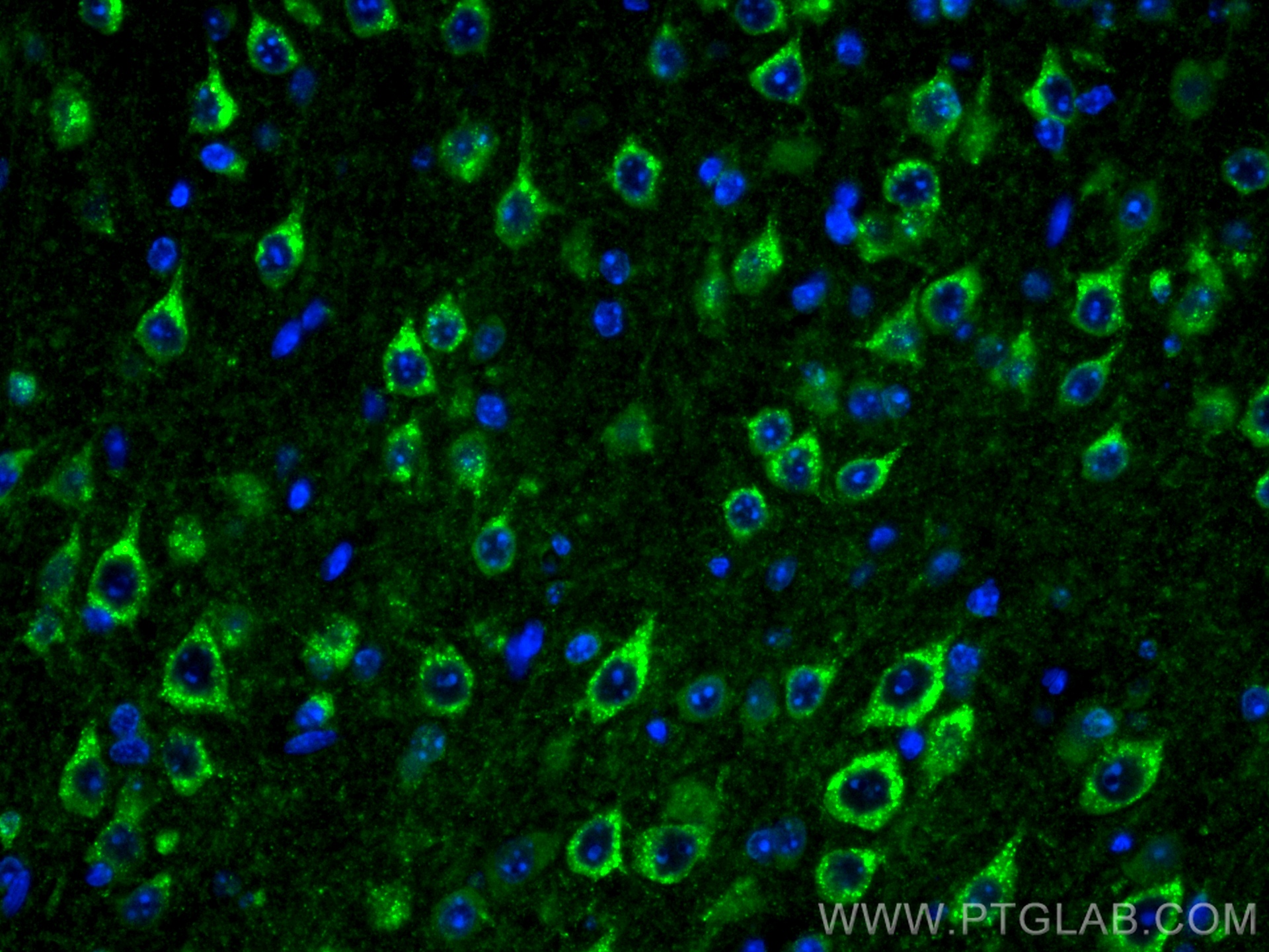 IF Staining of mouse brain using CL488-68007