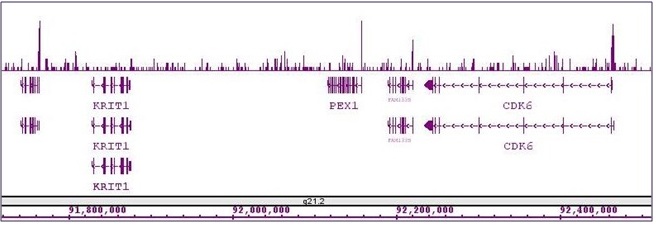 Sox2 antibody (pAb) tested by ChIP-Seq. ChIP was performed using the ChIP-IT High Sensitivity Kit (Cat. No. 53040) with 30 ug of chromatin from undifferentiated hESC cells and 7 ul of antibody. ChIP DNA was sequenced on the Illumina HiSeq and 10 million sequence tags were mapped to identify Sox2 binding sites. The image shows binding across a region of chromosome 7. You can view the complete data set in the UCSC Genome Browser, starting at this specific location, here. Sox2 antibody (pAb) tested by ChIP-Seq. ChIP was performed using the ChIP-IT High Sensitivity Kit (Cat. No. 53040) with 30 ug of chromatin from undifferentiated hESC cells and 7 ul of antibody. ChIP DNA was sequenced on the Illumina HiSeq and 10 million sequence tags were mapped to identify Sox2 binding sites. The image shows binding across a region of chromosome 7. You can view the complete data set in the UCSC Genome Browser, starting at this specific location, here.