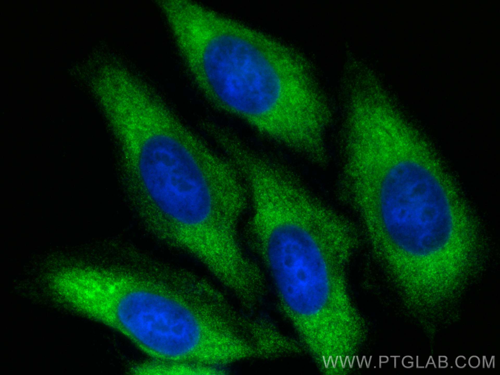 IF Staining of HepG2 using CL488-13791