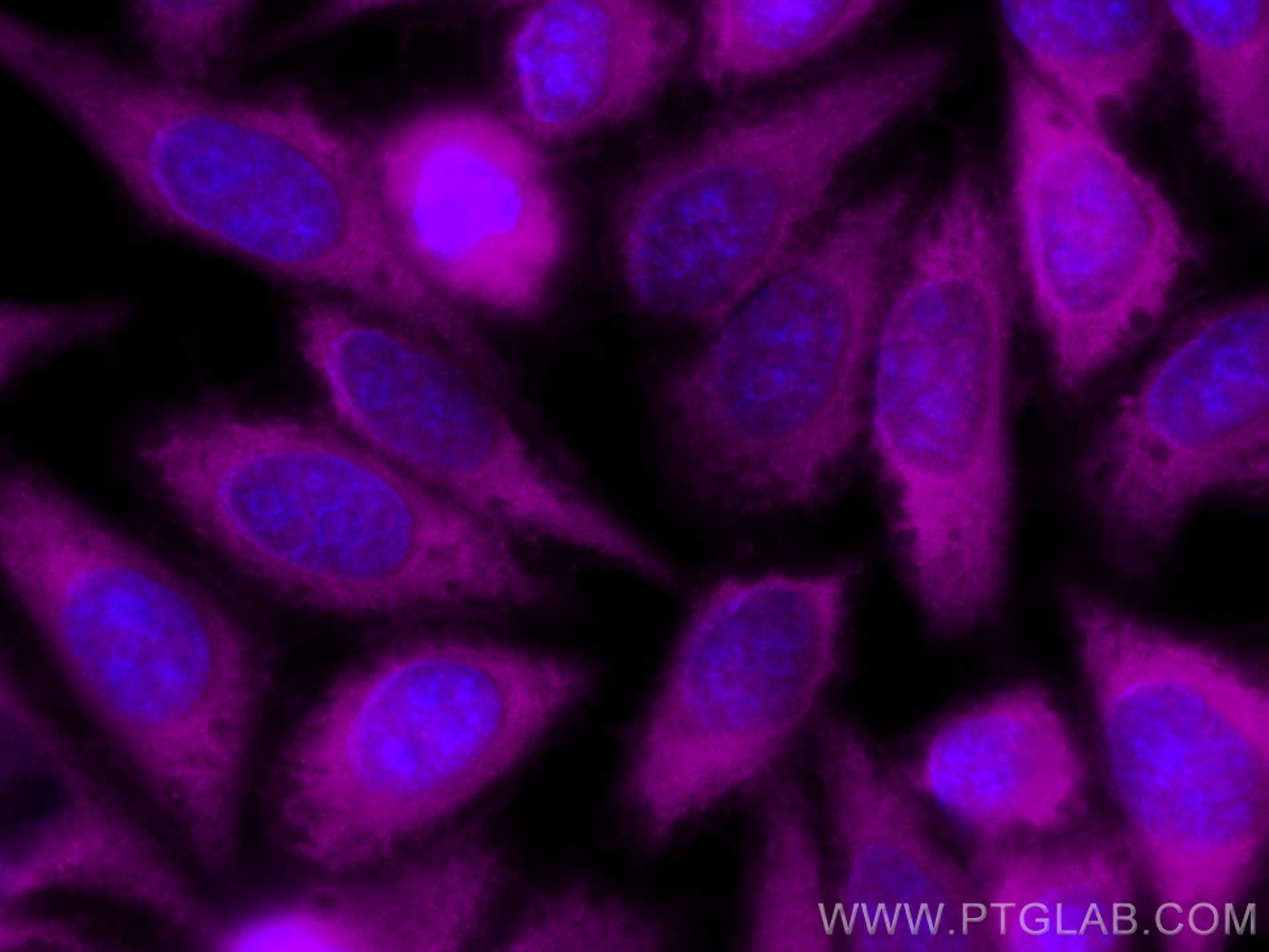 IF Staining of HepG2 using CL647-13791