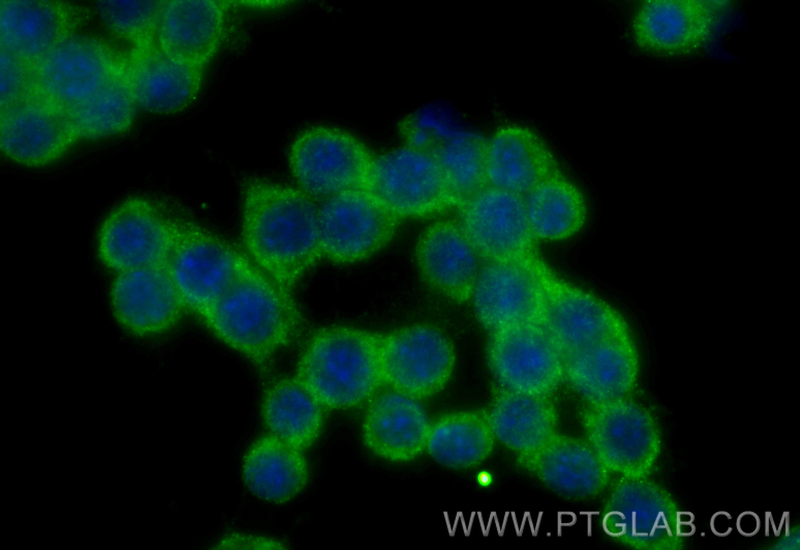 IF Staining of RAW 264.7 using CL488-68548