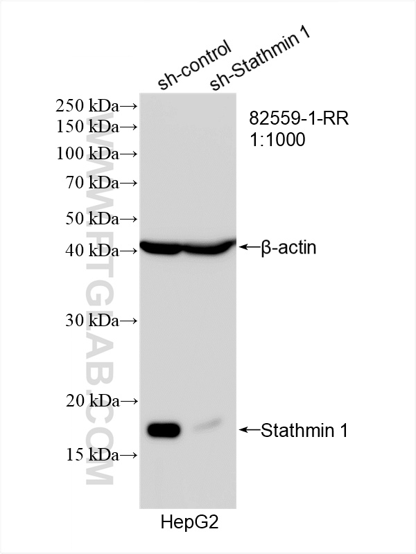 WB analysis of HepG2 using 82559-1-RR