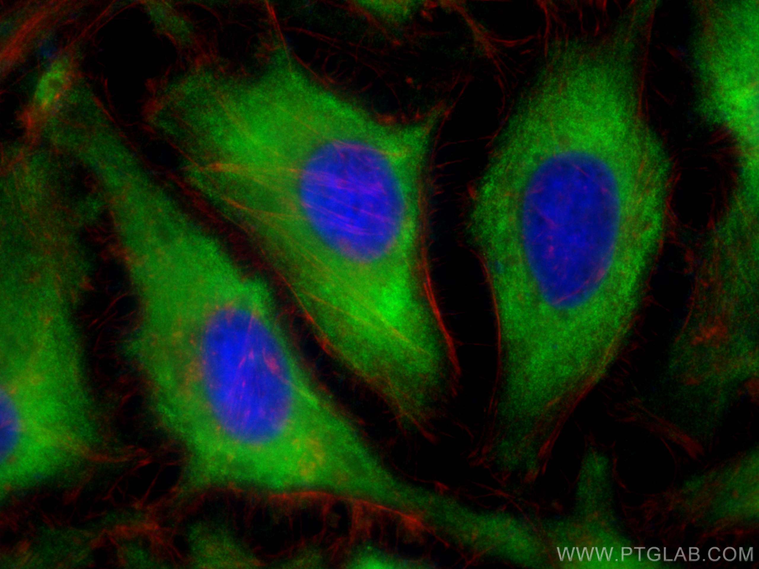 IF Staining of HeLa using CL488-82559