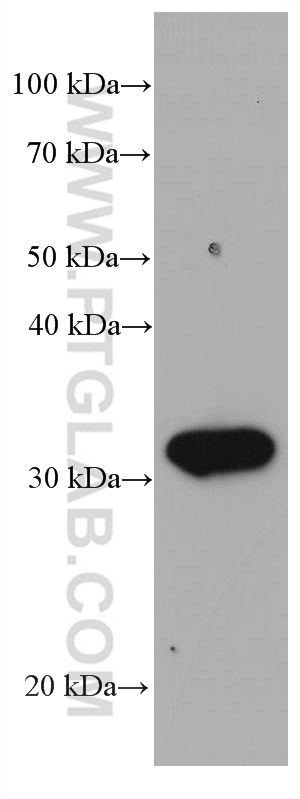WB analysis of human placenta using 67894-1-Ig (same clone as 67894-1-PBS)