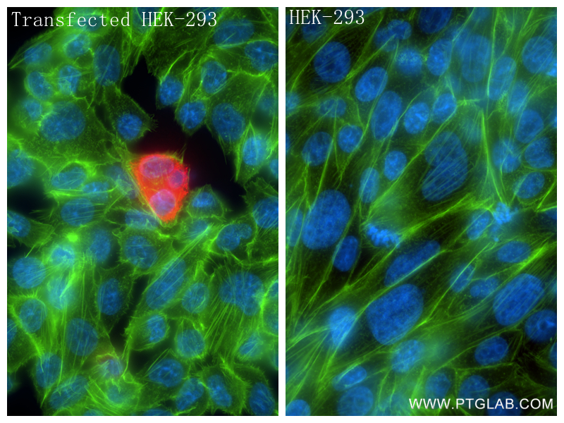IF Staining of Transfected HEK-293 using 85798-1-RR