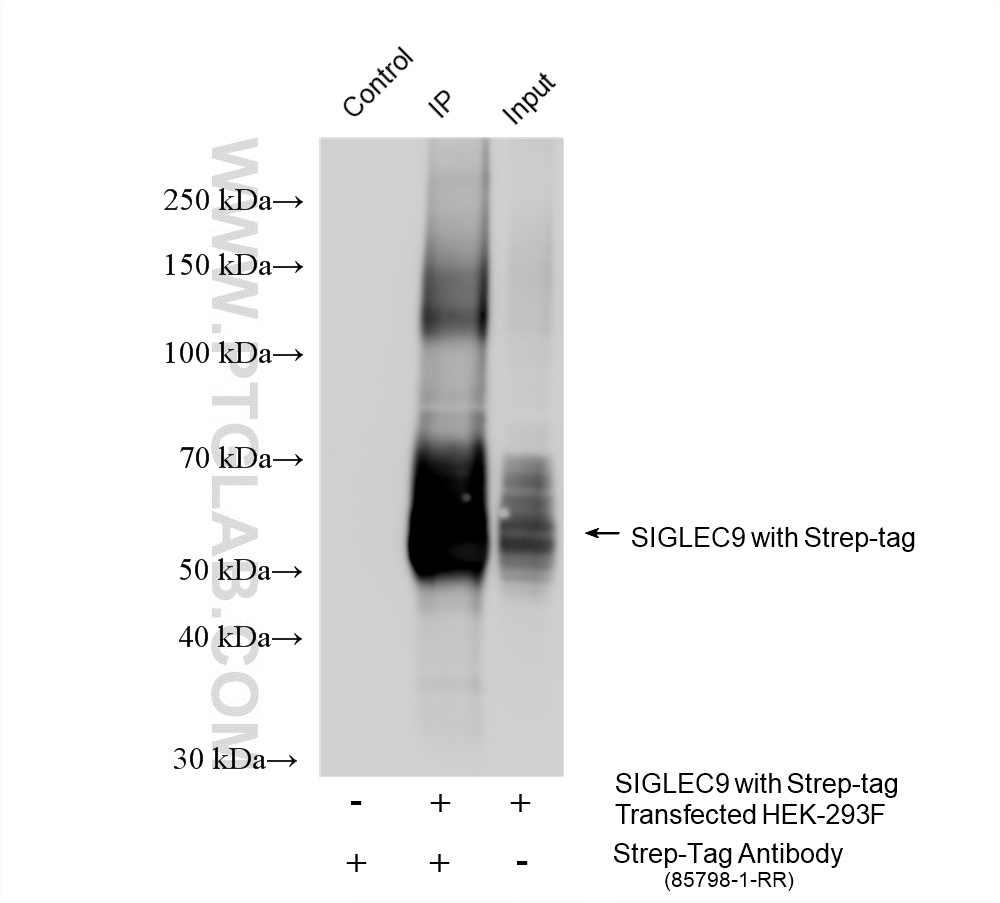 IP experiment of Transfected HEK-293F using 85798-1-RR