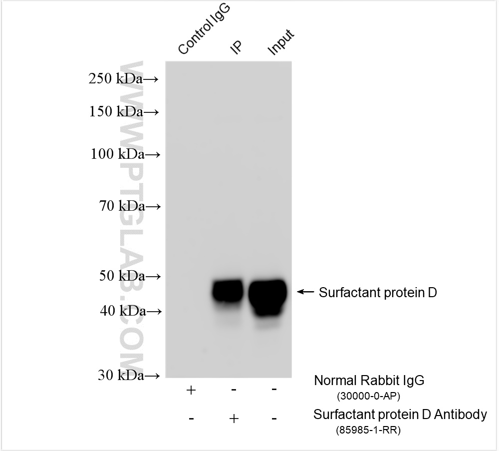 IP experiment of mouse lung using 85985-1-RR
