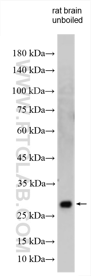 WB analysis using 29734-1-AP