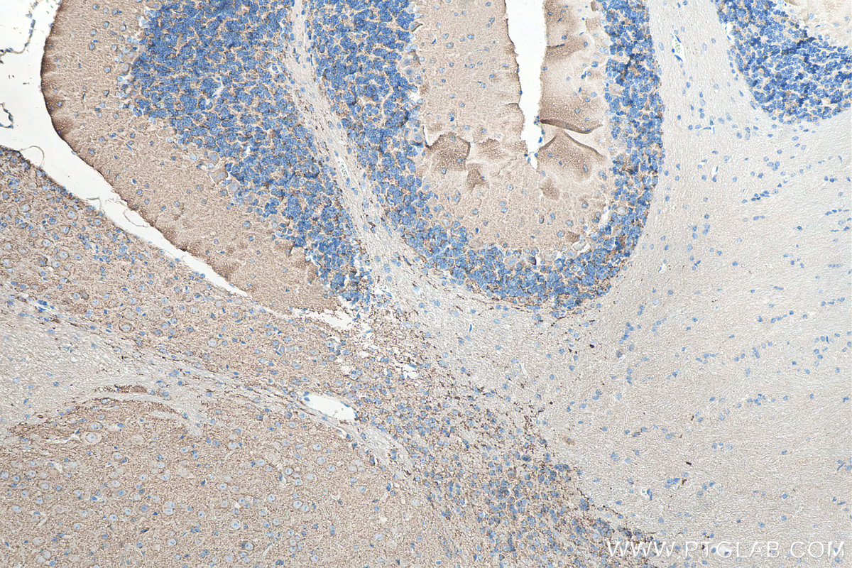 IHC staining of mouse cerebellum using 67864-1-Ig