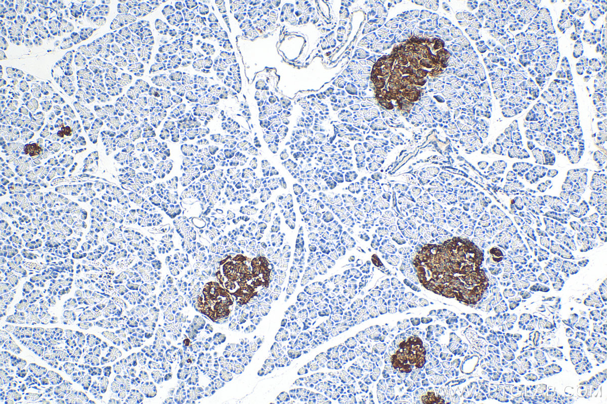 IHC staining of rat pancreas using 67864-1-Ig