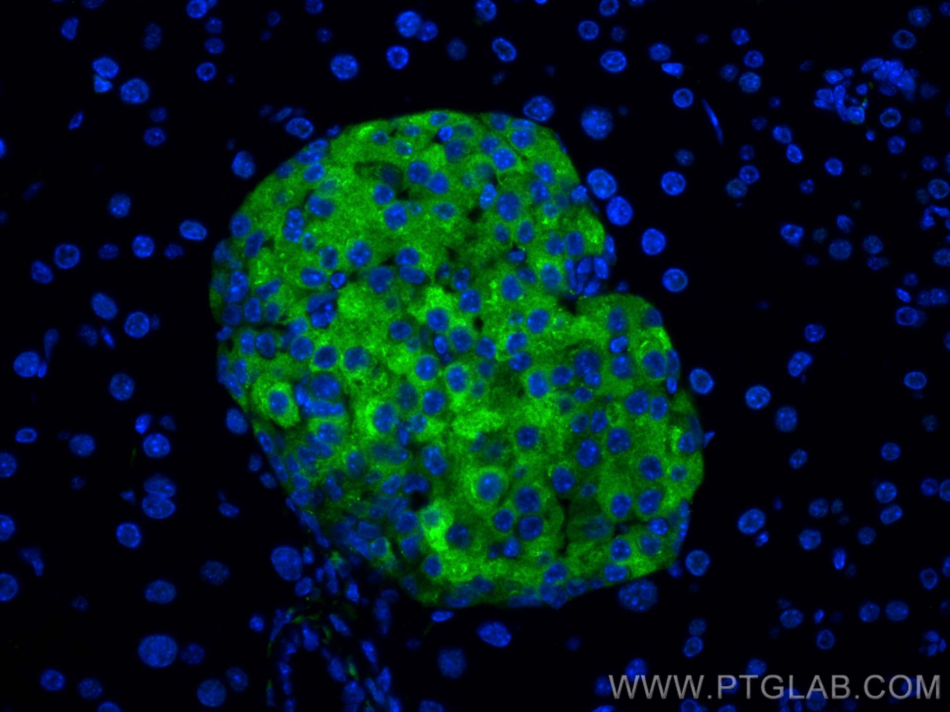 IF Staining of mouse pancreas using 82900-1-RR