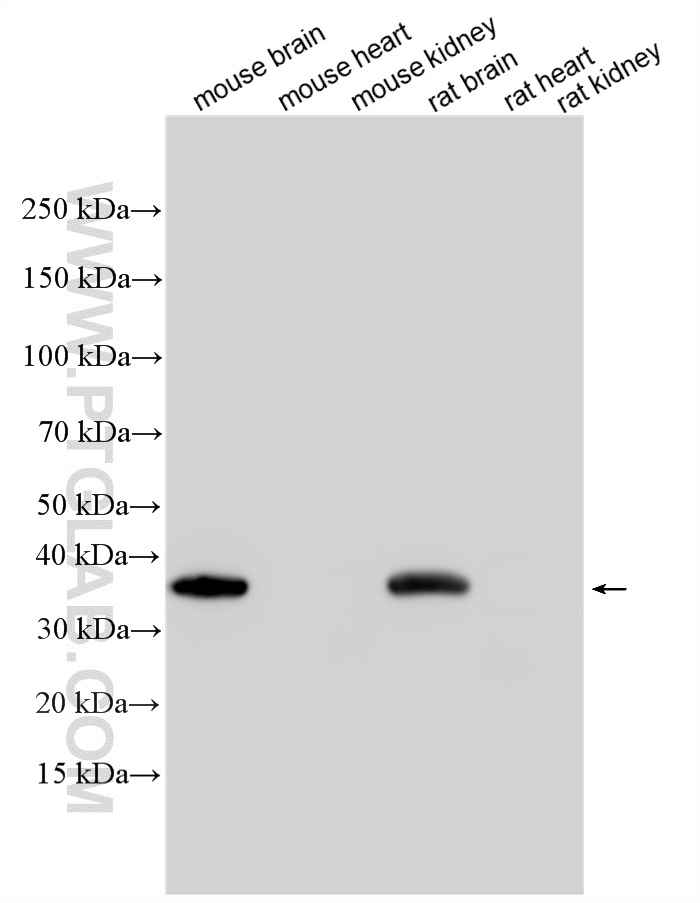 WB analysis using 82900-1-RR