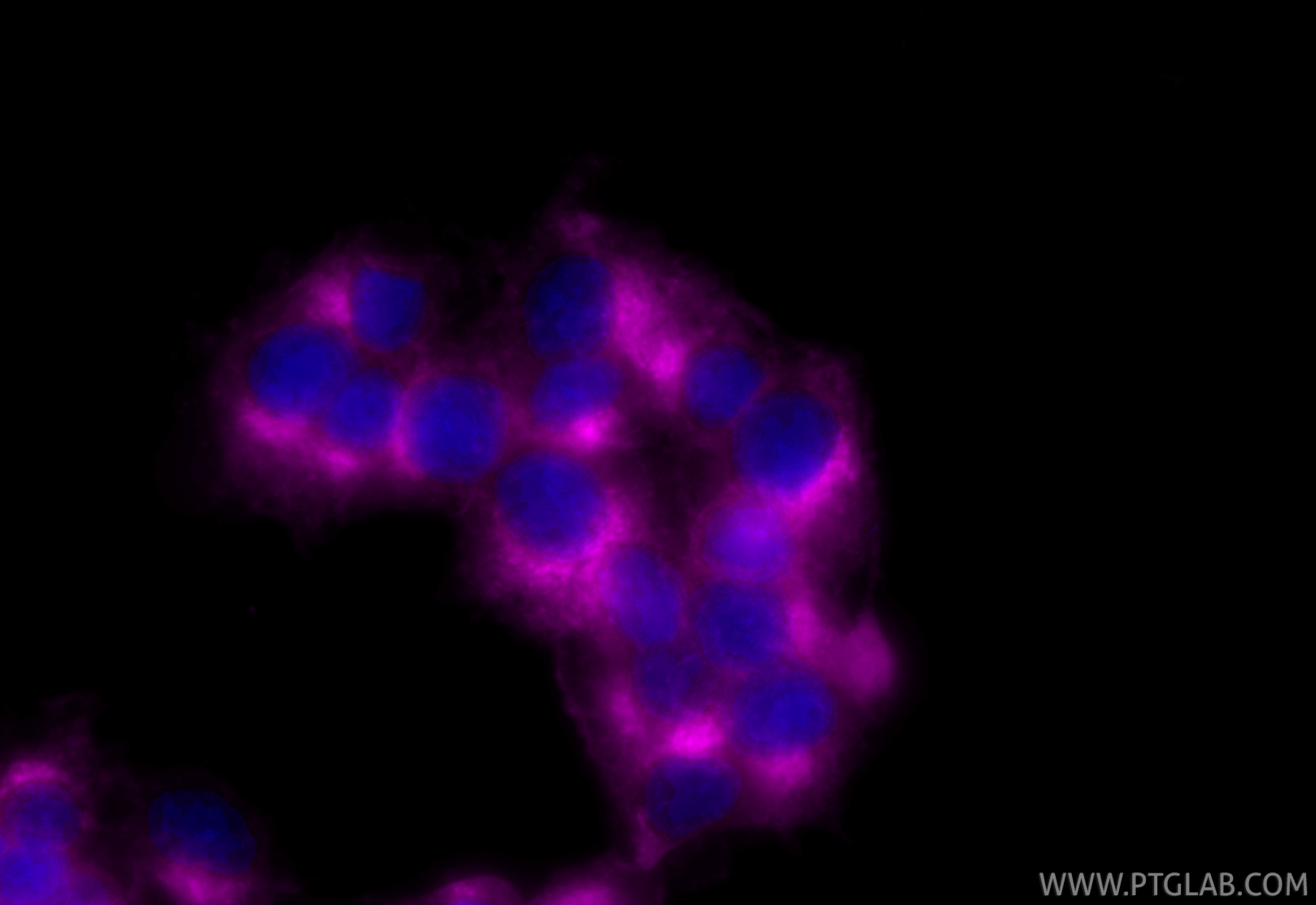 IF Staining of PC-12 using CL647-67864