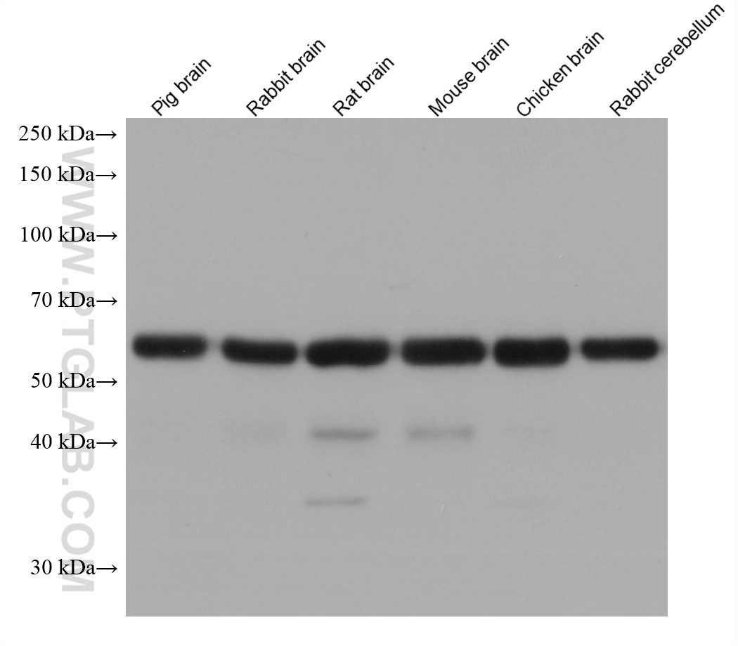 WB analysis using 68043-1-Ig