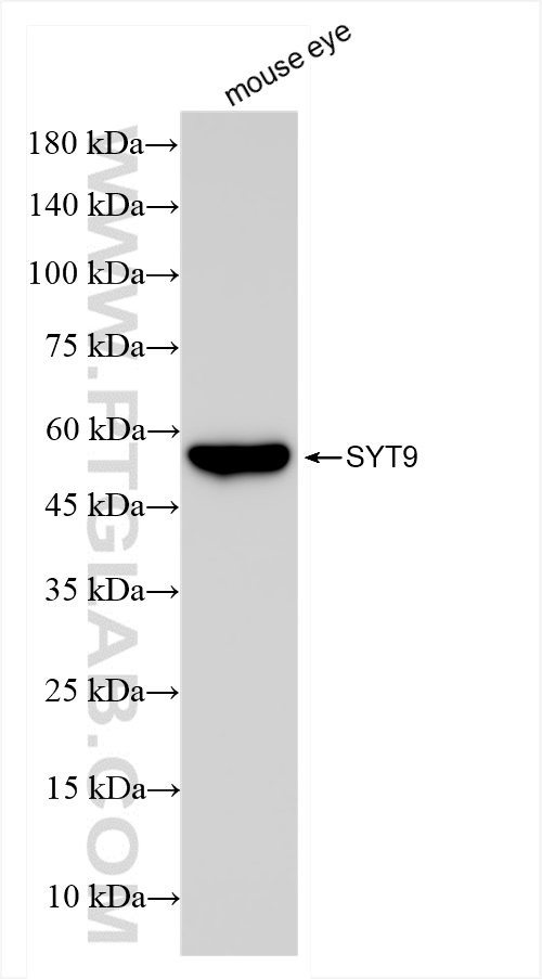 WB analysis of mouse eye using 84123-3-RR