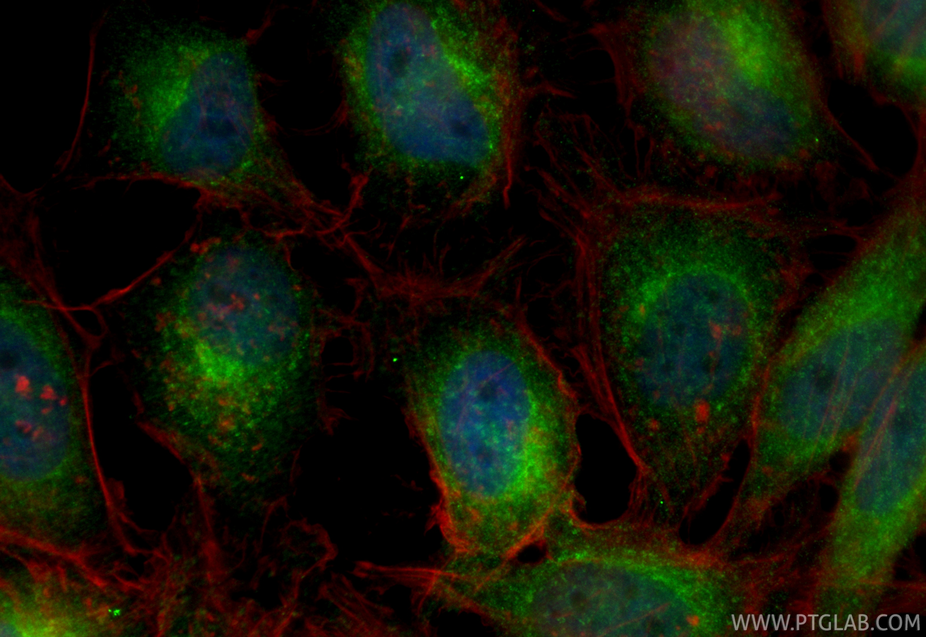 IF Staining of HeLa using CL488-85069-4