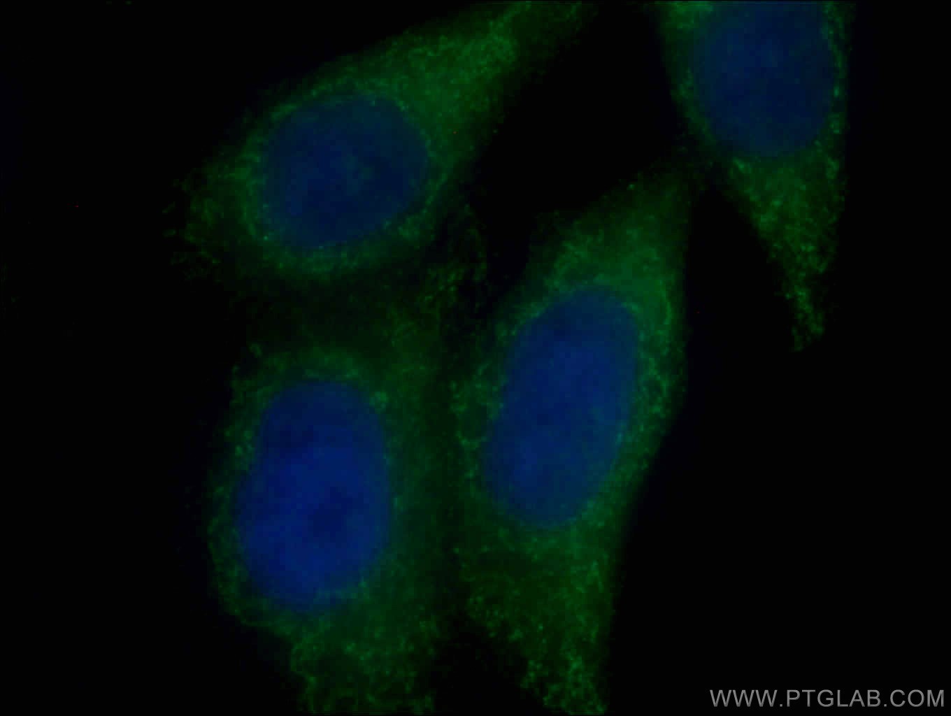 IF Staining of HepG2 using 66775-1-Ig