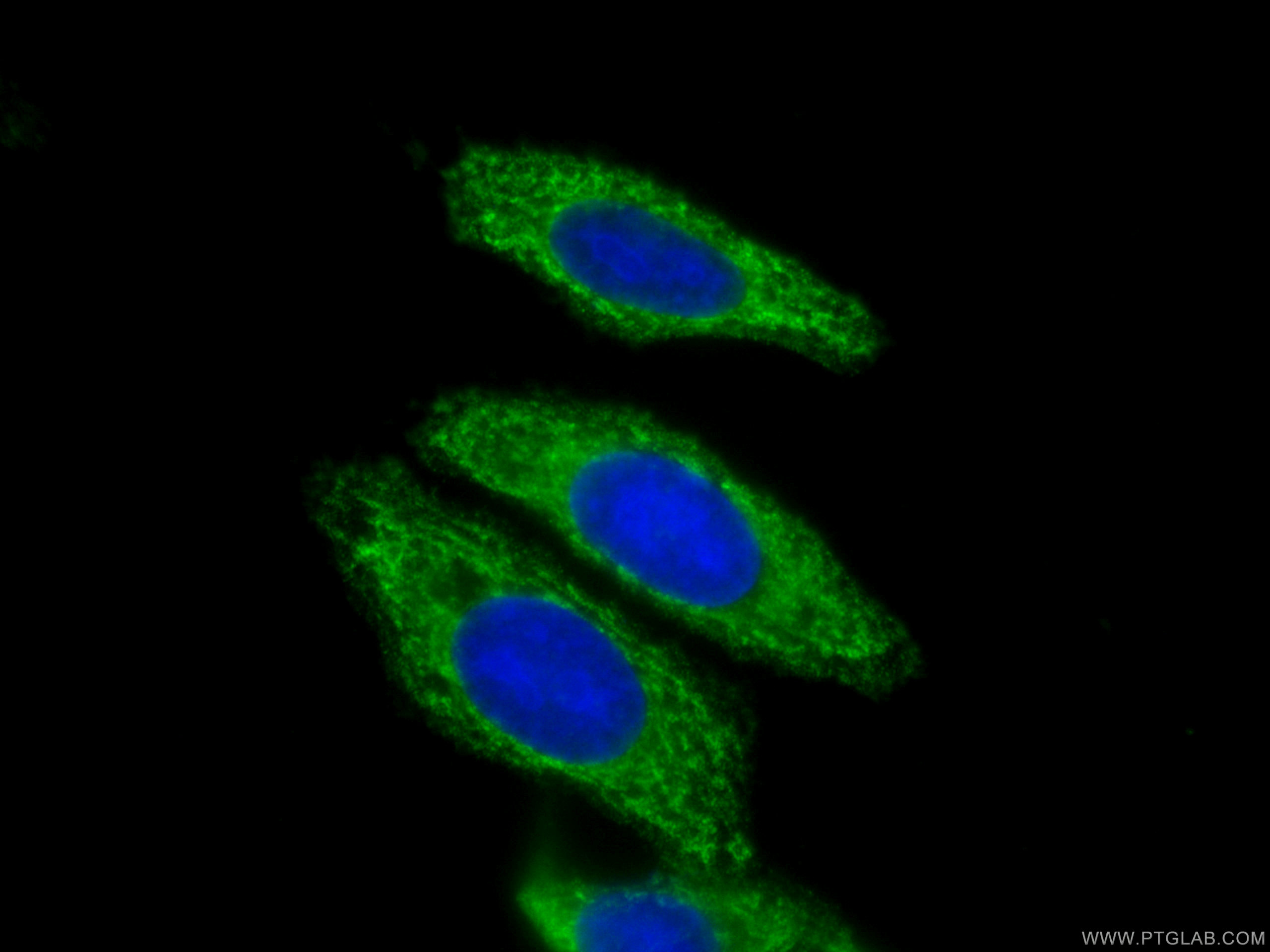 IF Staining of HepG2 using CL488-66775