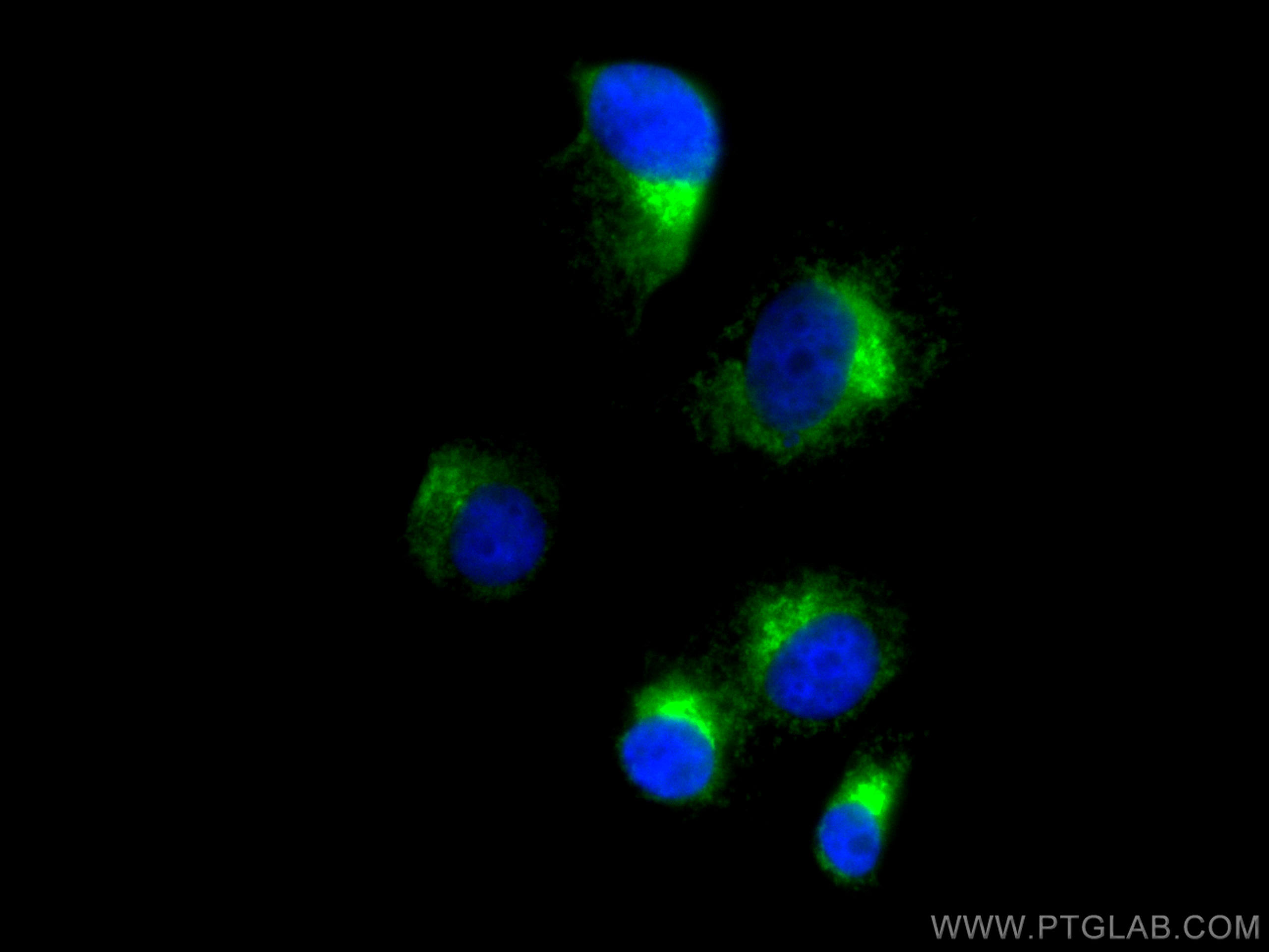 IF Staining of PC-12 using CL488-10841