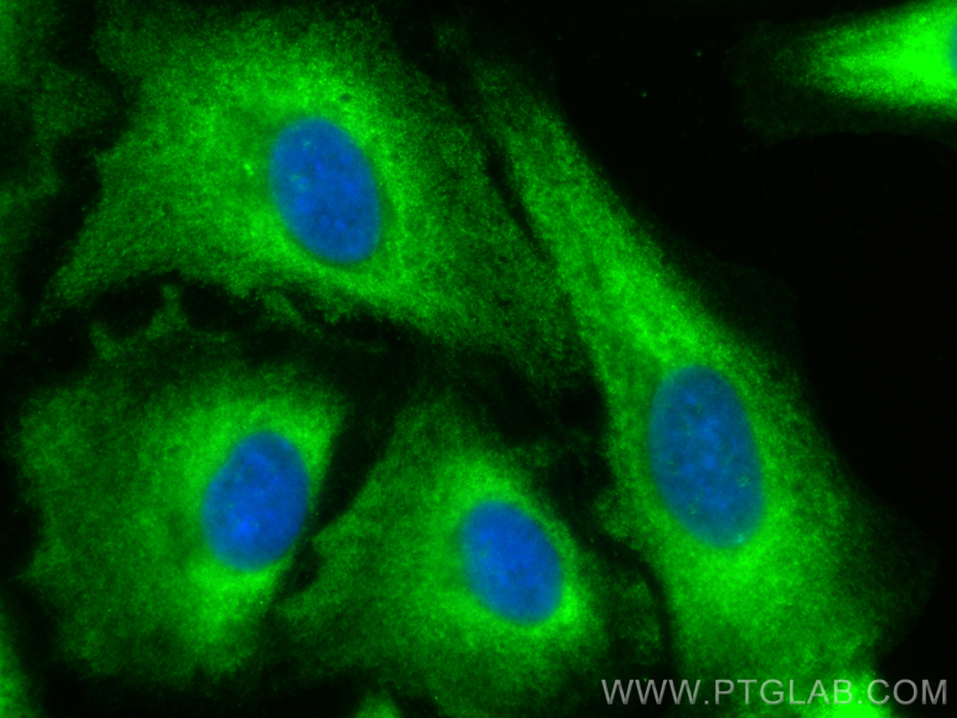 IF Staining of A549 using CL488-12322