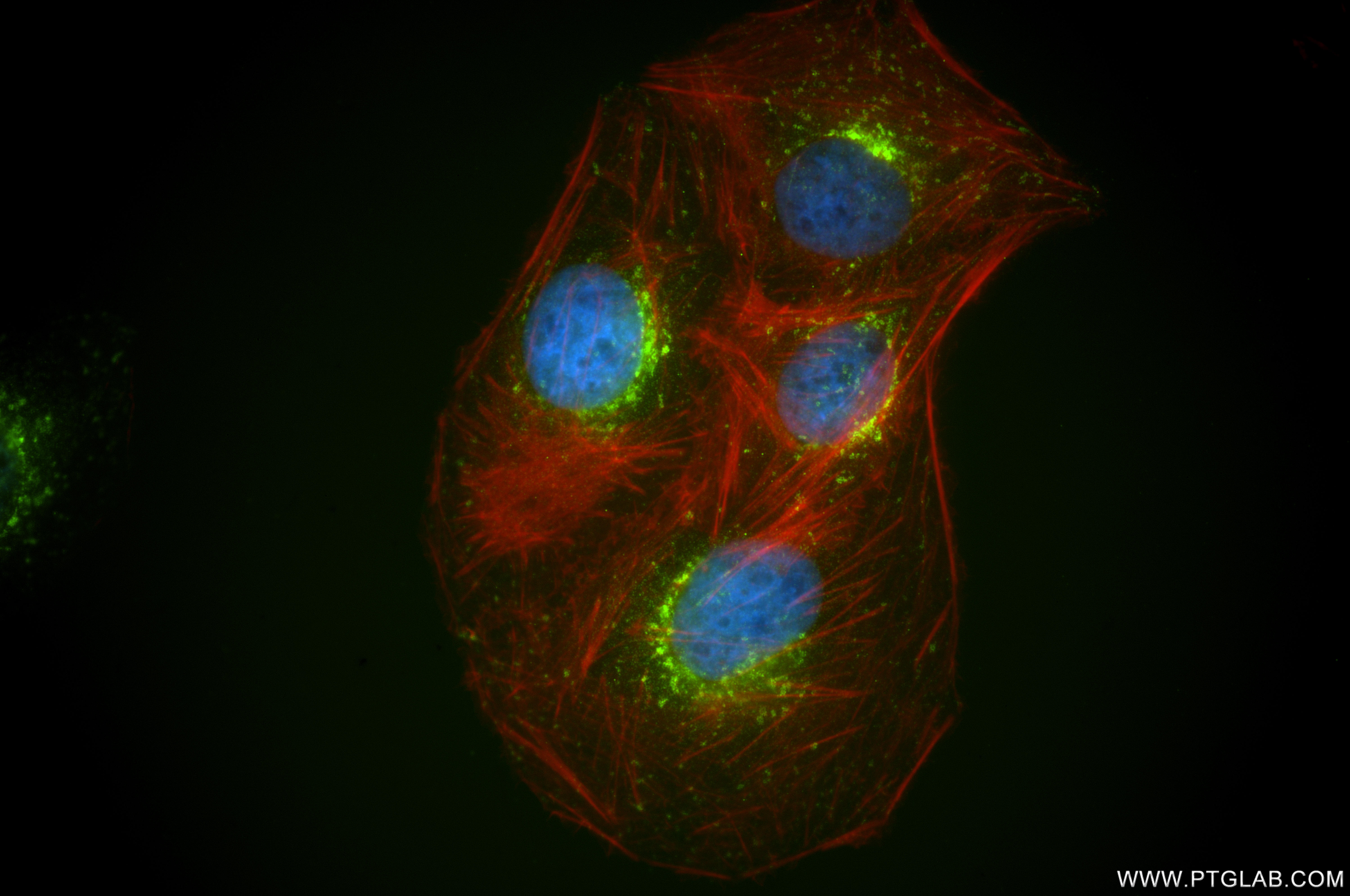IF Staining of U2OS using 86580-1-RR (same clone as 86580-1-PBS) IF Staining of U2OS using 86580-1-RR (same clone as 86580-1-PBS)