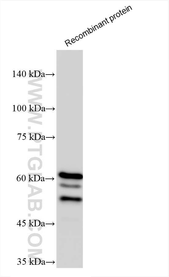 WB analysis of Recombinant protein using 84959-4-RR