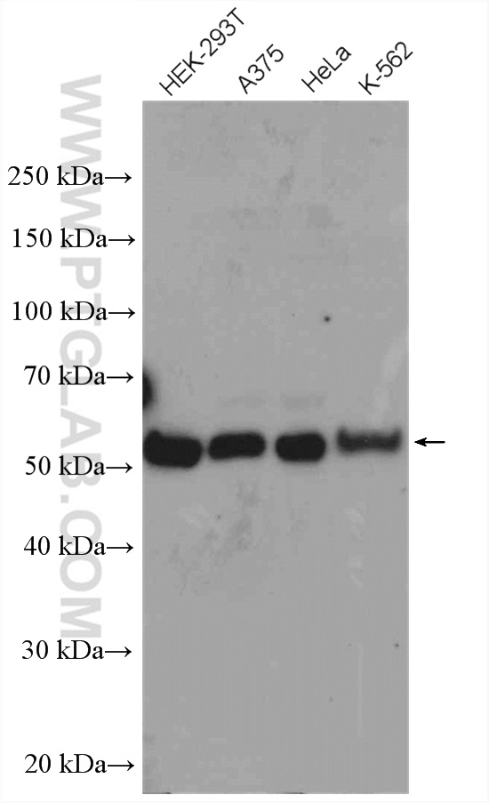 WB analysis using 27566-1-AP