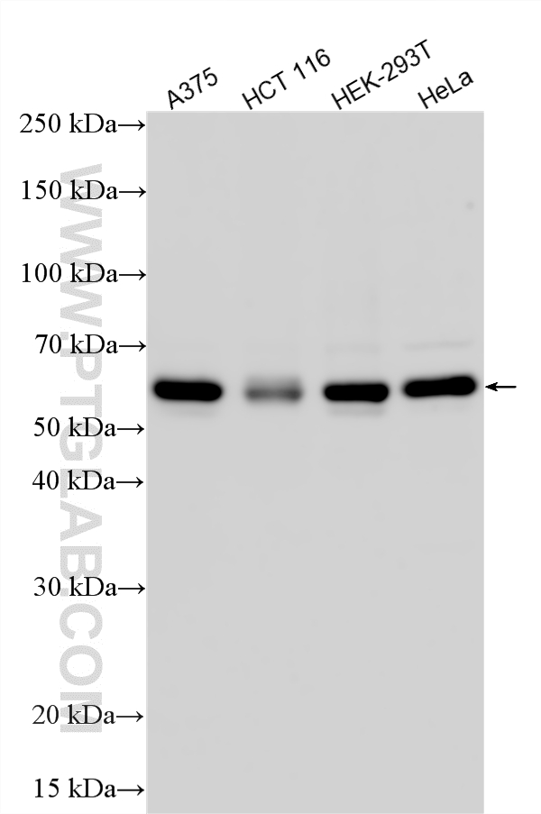 WB analysis using 27566-1-AP