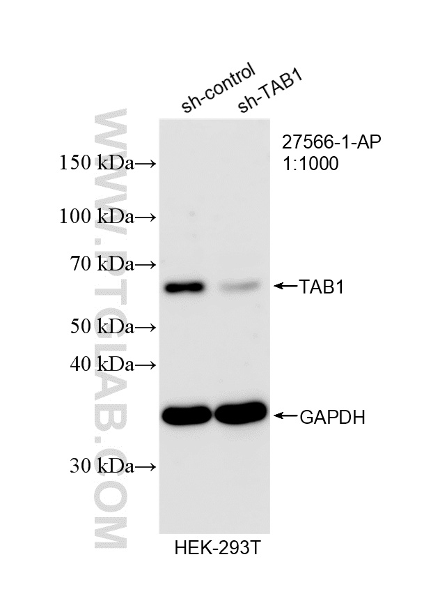 WB analysis of HEK-293T using 27566-1-AP