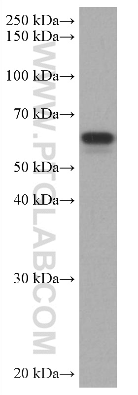 WB analysis of HEK-293 using 67020-1-Ig