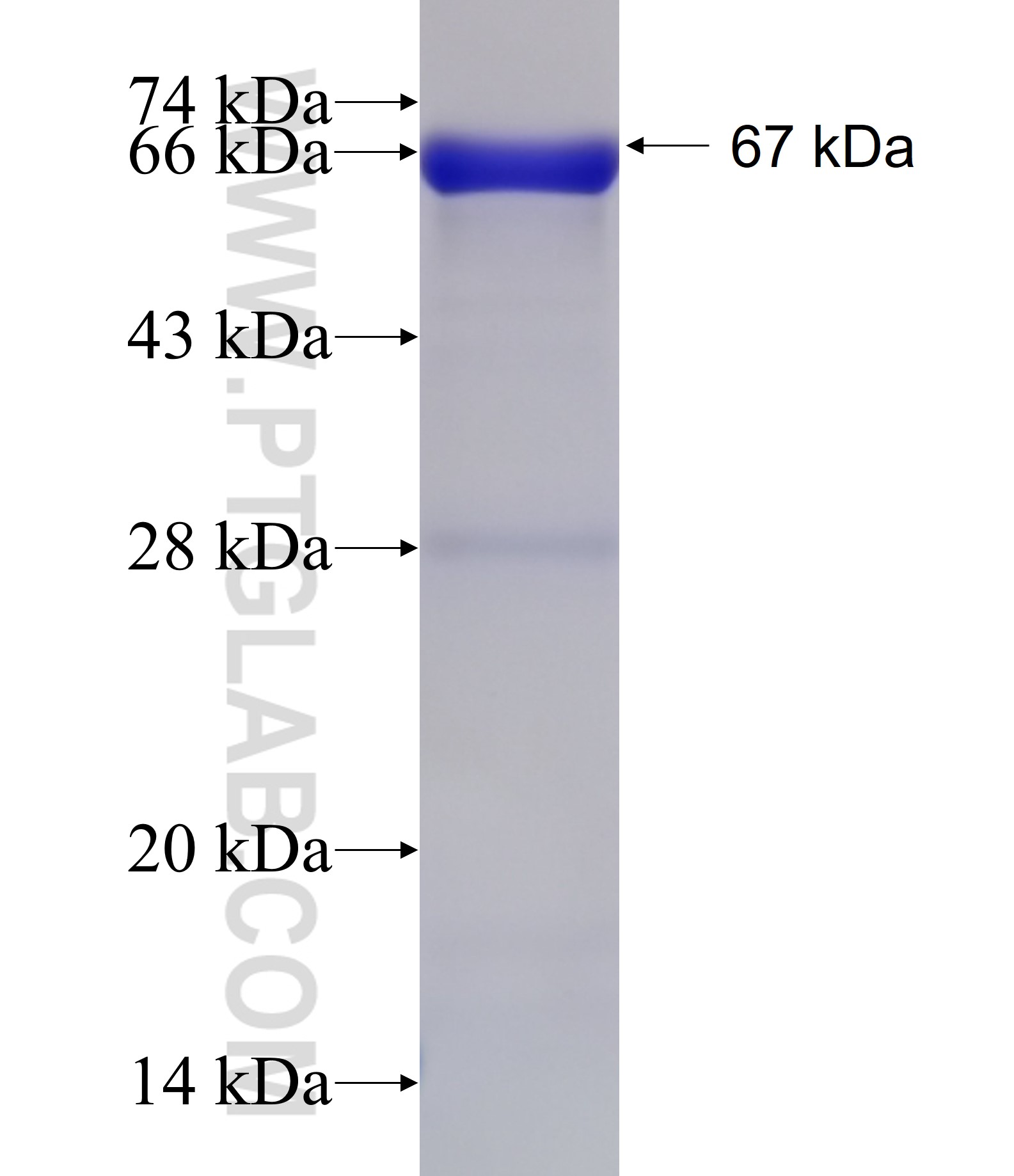 TACC1 fusion protein Ag4842 SDS-PAGE