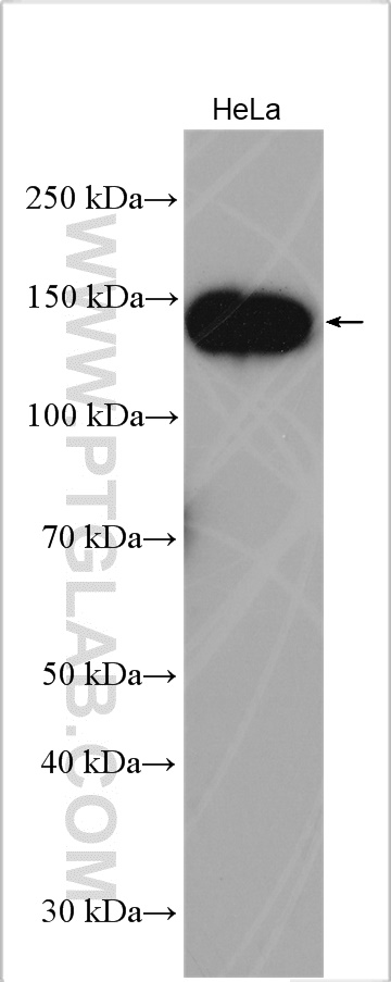 WB analysis using 25697-1-AP