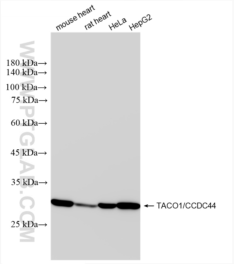 WB analysis using 85625-1-RR