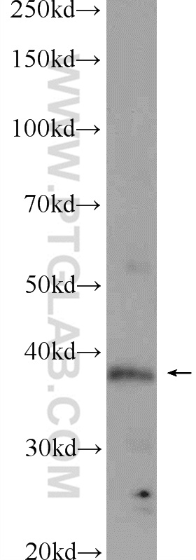 WB analysis of mouse testis using 20337-1-AP (same clone as 20337-1-PBS)