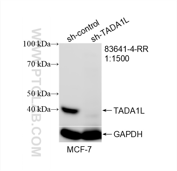 WB analysis of MCF-7 using 83641-4-RR