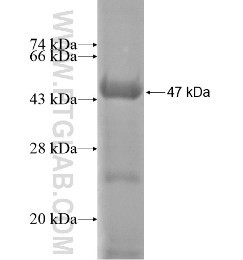 TADA1L fusion protein Ag14118 SDS-PAGE