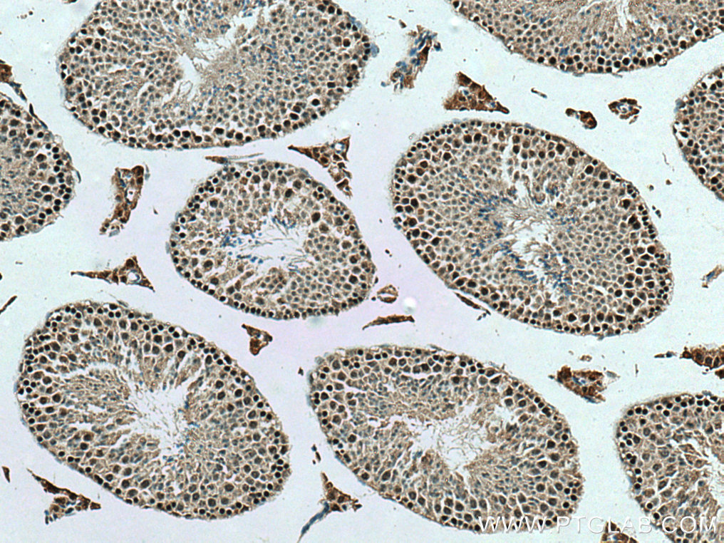 IHC staining of mouse testis using 20346-1-AP