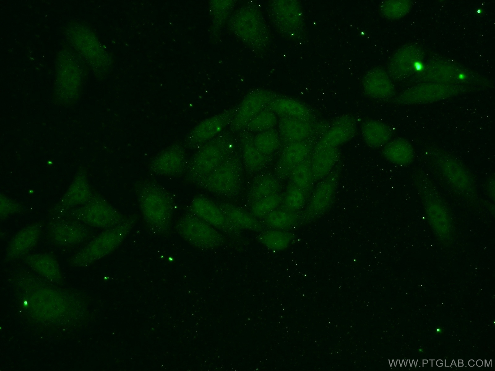 IF Staining of HepG2 using 16114-1-AP