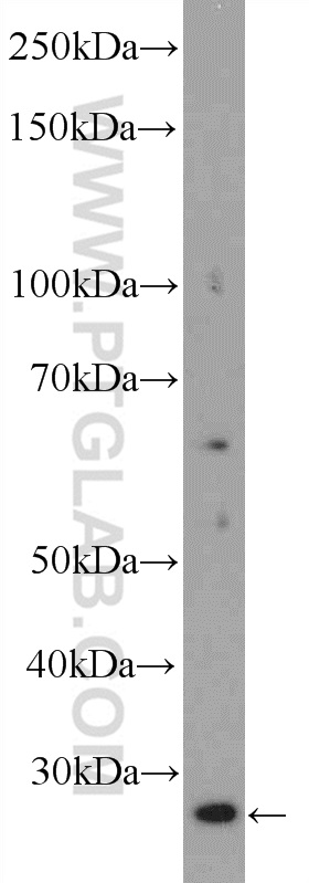 WB analysis of HepG2 using 16114-1-AP