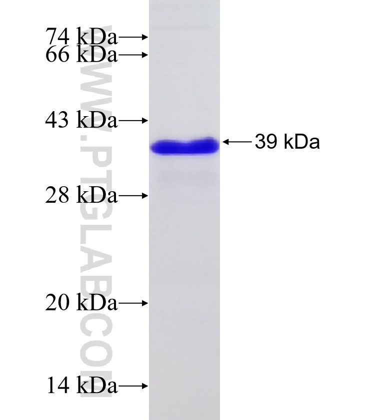 TAF11 fusion protein Ag9629 SDS-PAGE