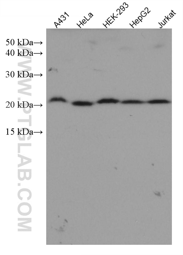 WB analysis using 67621-1-Ig