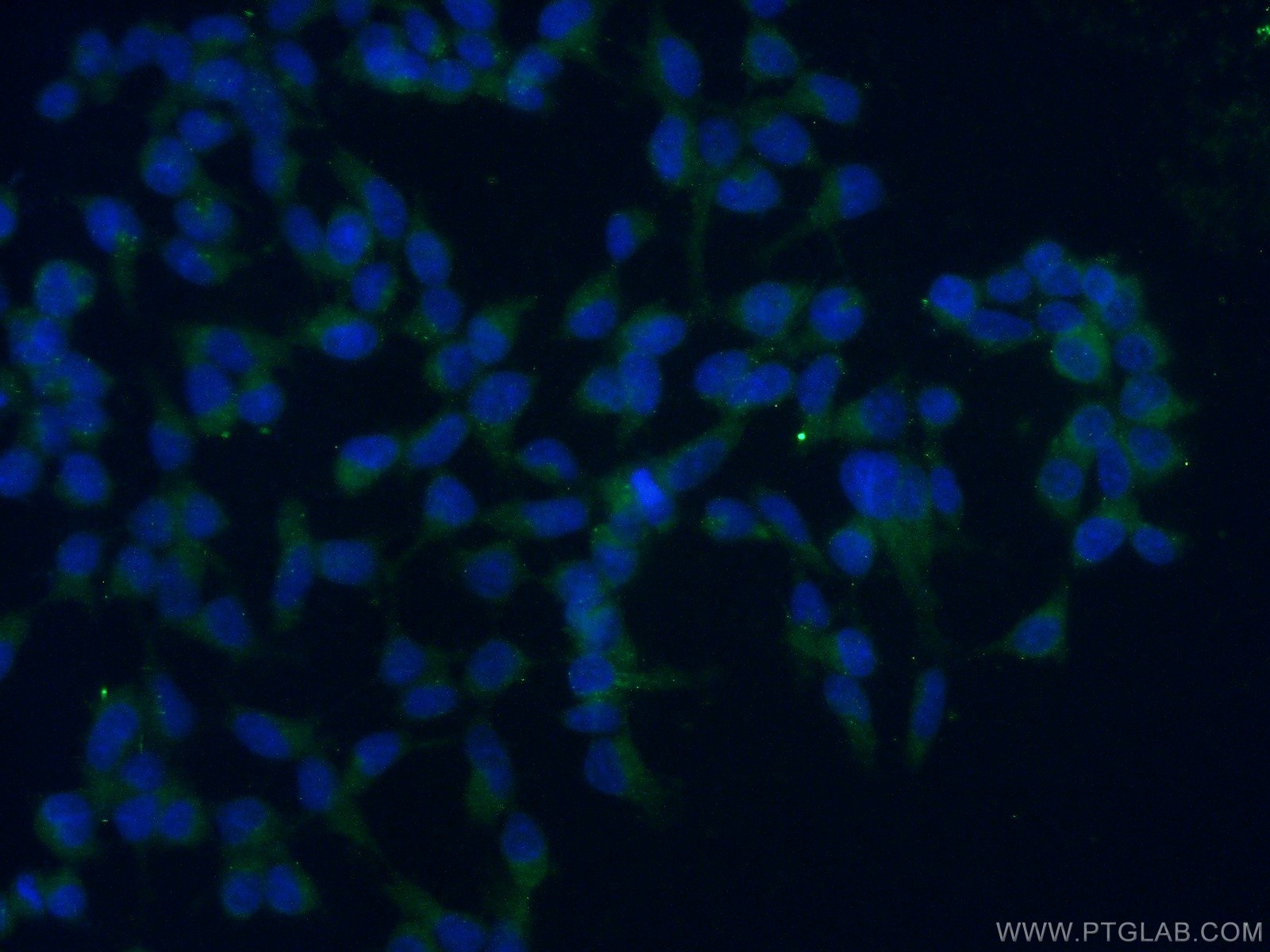 IF Staining of HEK-293 using 24235-1-AP