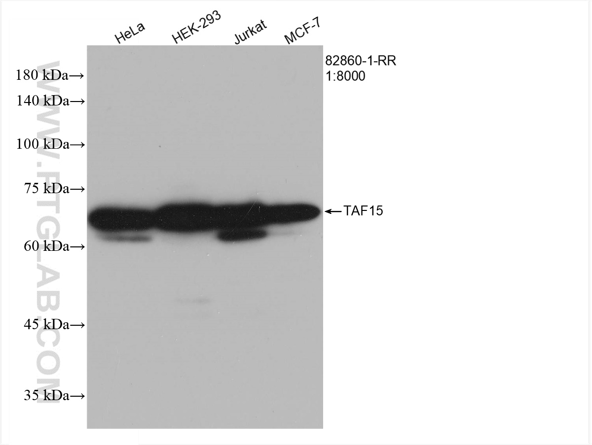 WB analysis of HeLa using 82860-1-RR (same clone as 82860-1-PBS)
