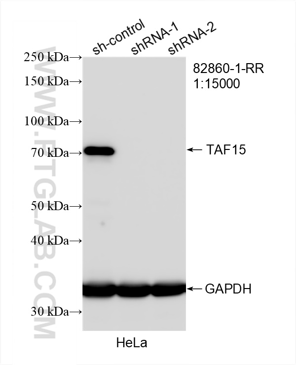 WB analysis of HeLa using 82860-1-RR (same clone as 82860-1-PBS)