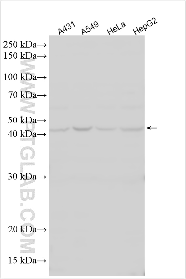 WB analysis using 15362-1-AP