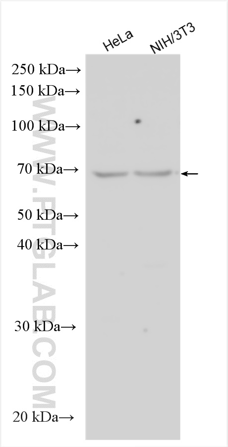 WB analysis using 12818-1-AP