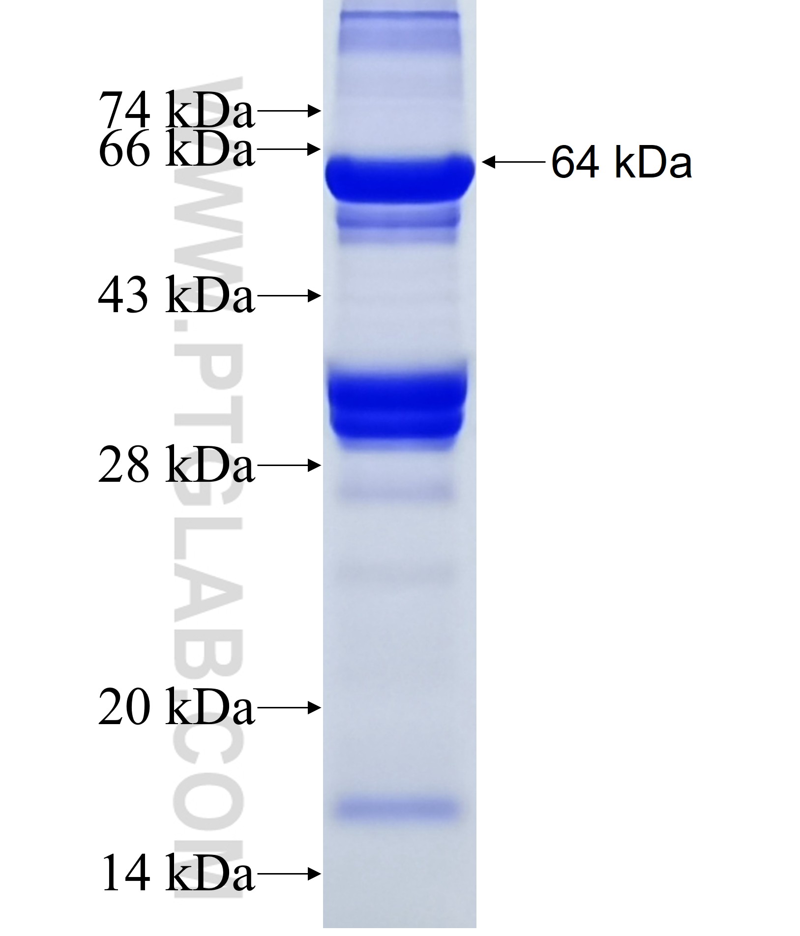 TAF1B fusion protein Ag38211 SDS-PAGE