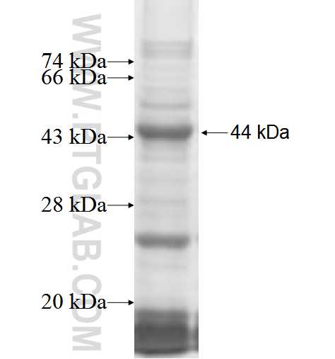 TAF1B fusion protein Ag3267 SDS-PAGE