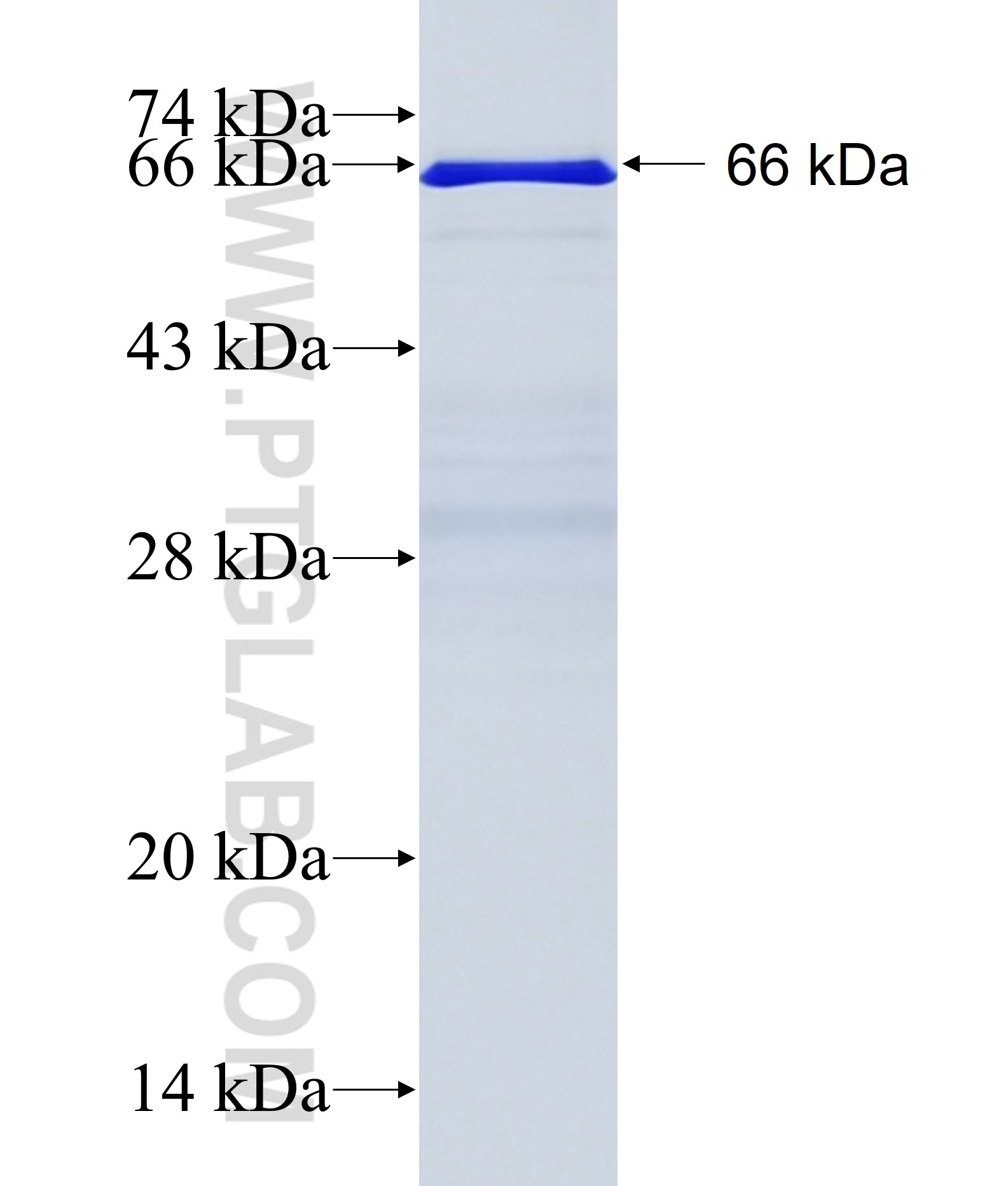 TAF1D fusion protein Ag10014 SDS-PAGE TAF1D fusion protein Ag10014 SDS-PAGE